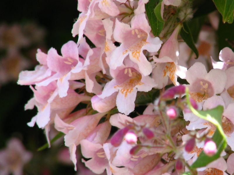 printemps