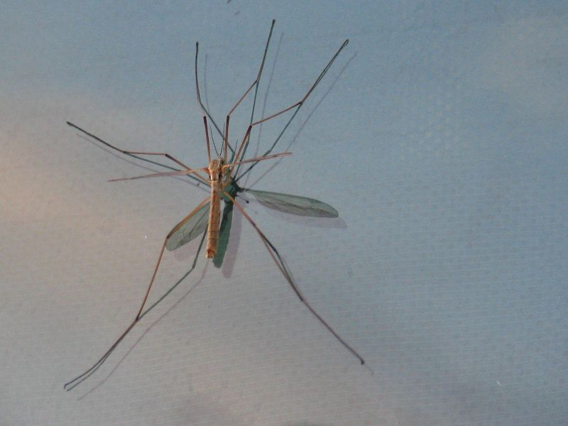 Tipule