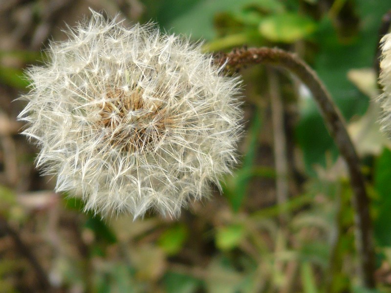 feu d'artifice