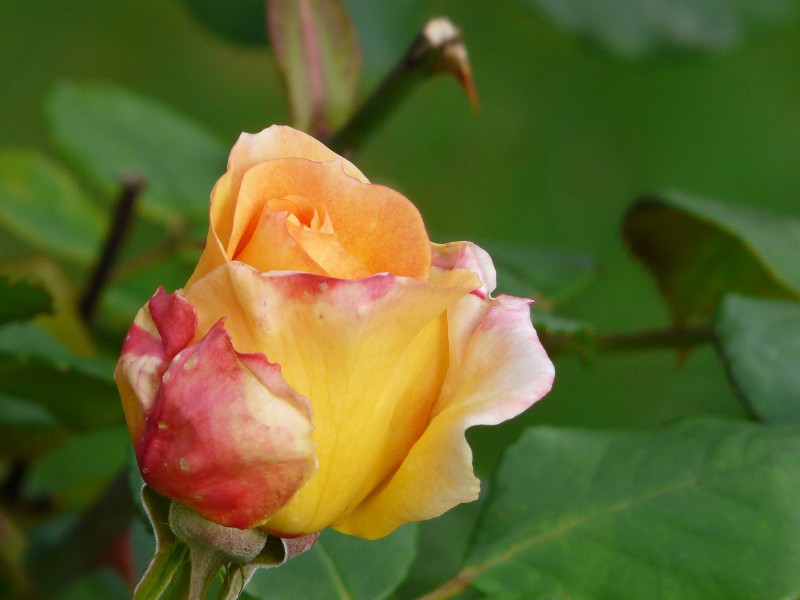 Rose d'automne