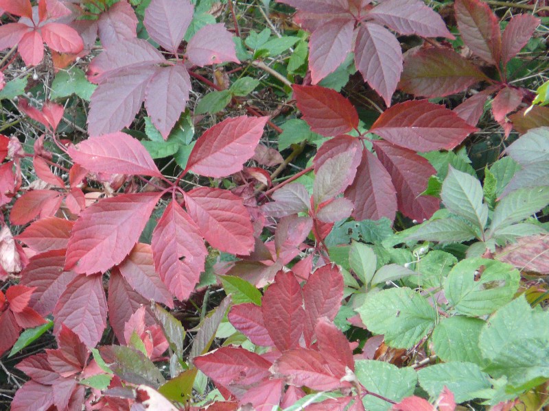 couleurs