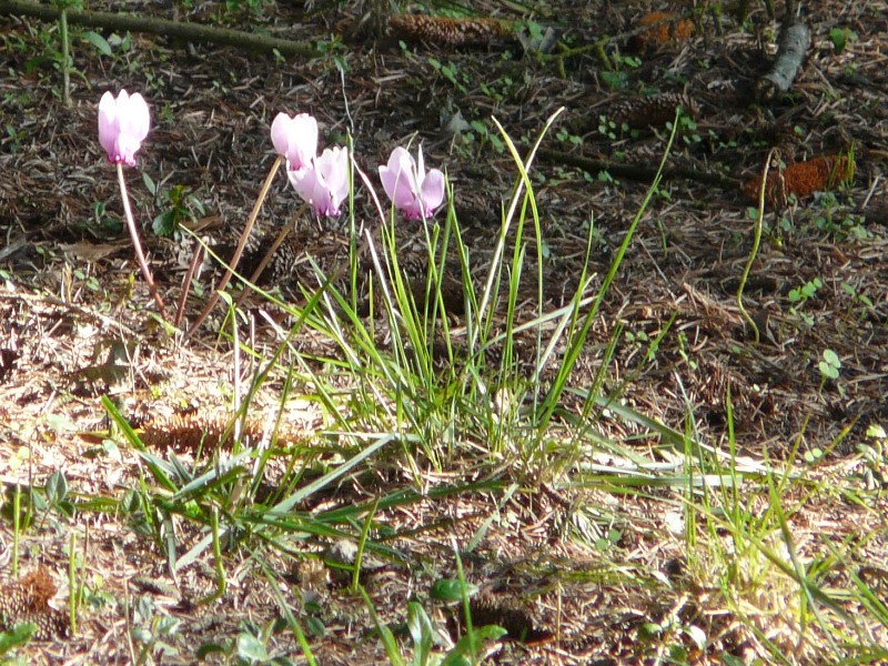 cyclamen