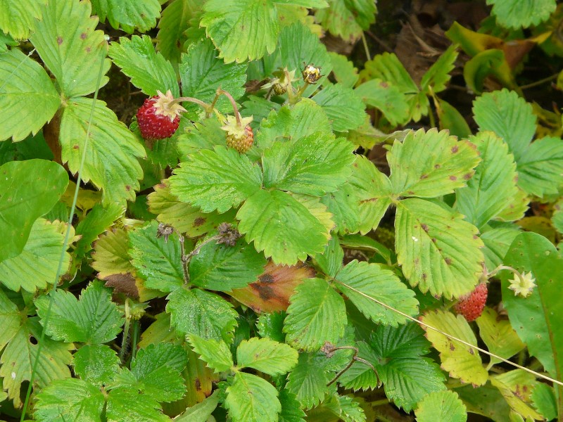 fraises