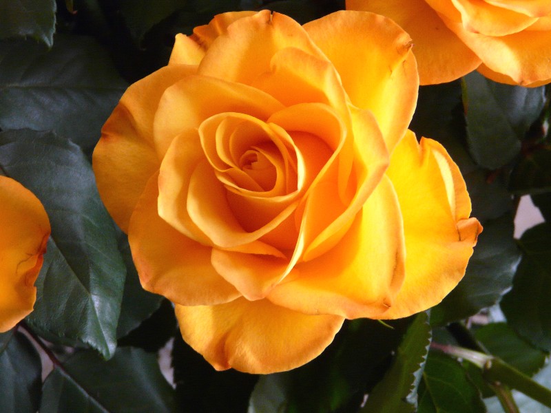 rose