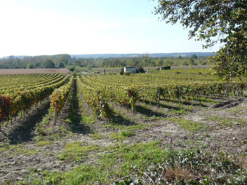 Bourgueil
