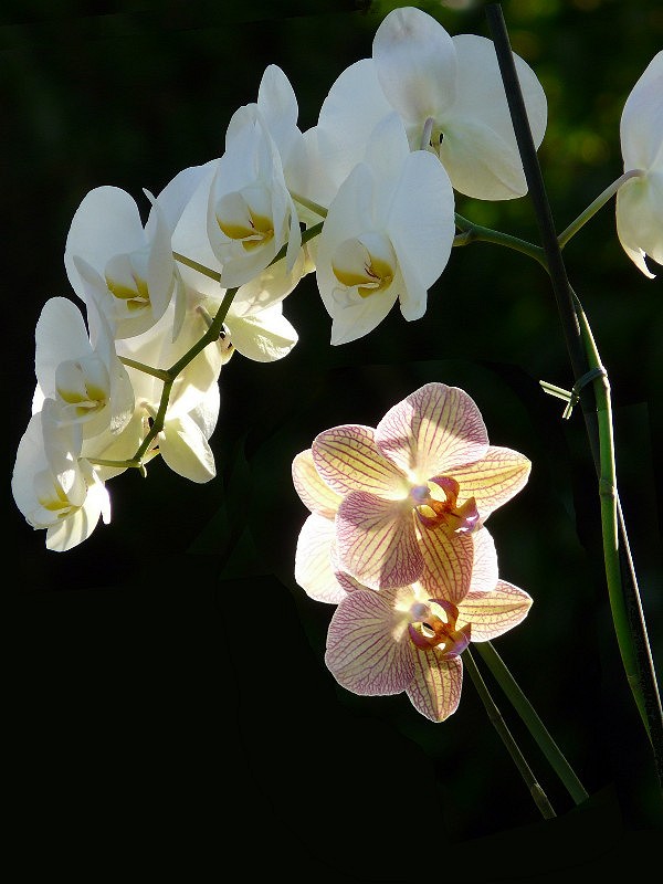 orchides