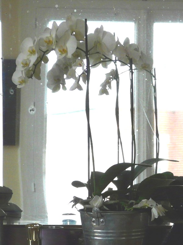 fleurs