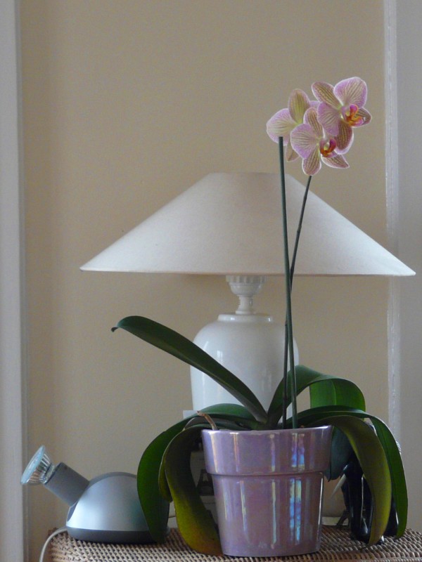 fleurs