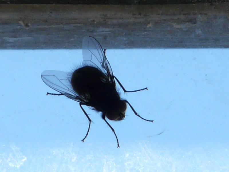mouche
