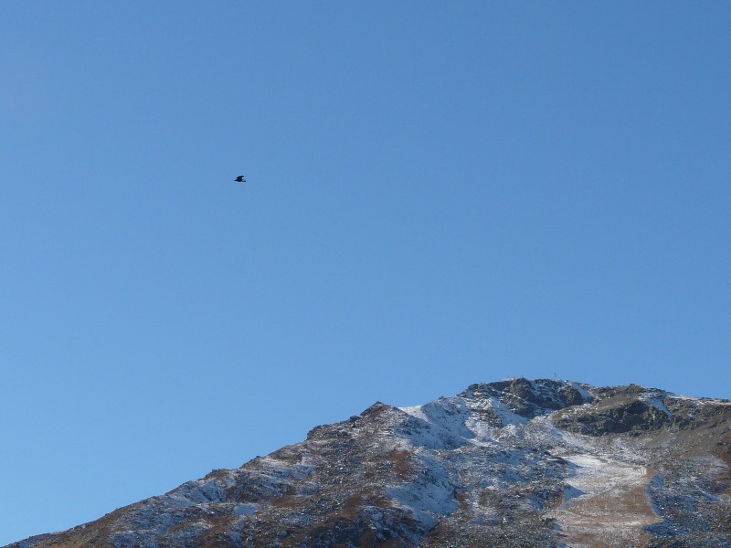aigle