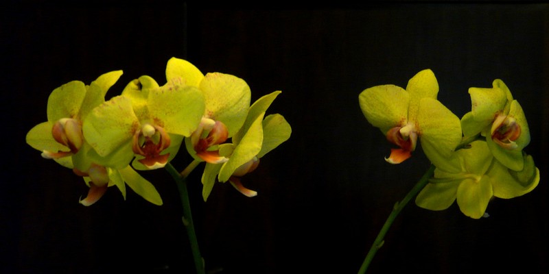 fleurs