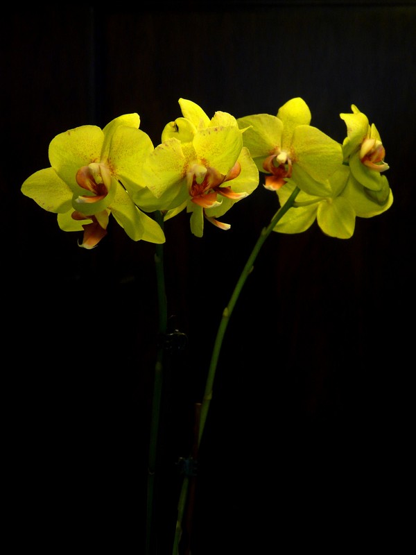 fleurs