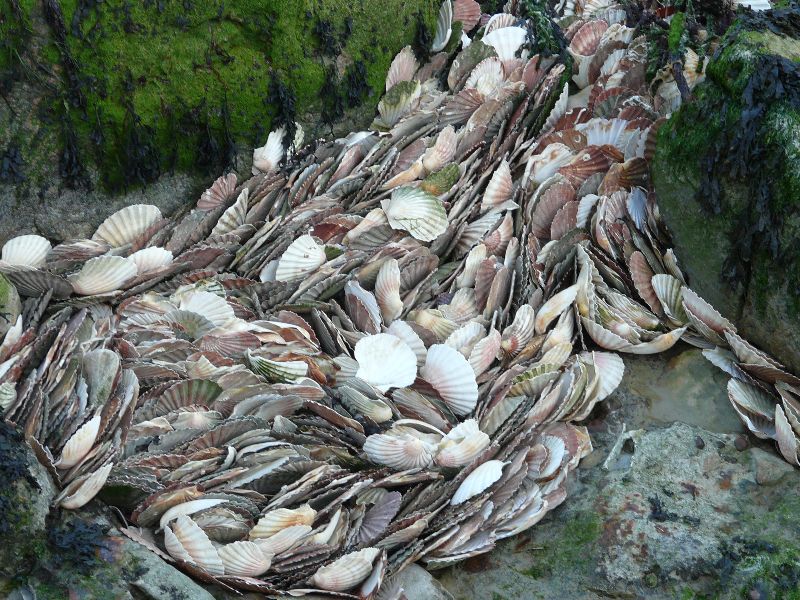 coquilles