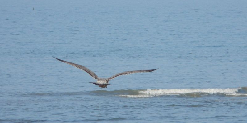 Mouettes