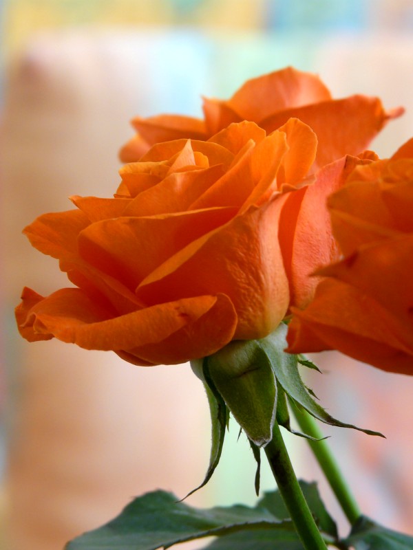 roses