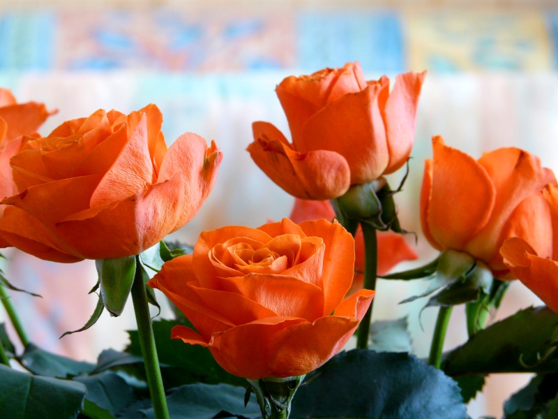 roses