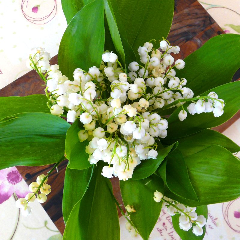 muguet