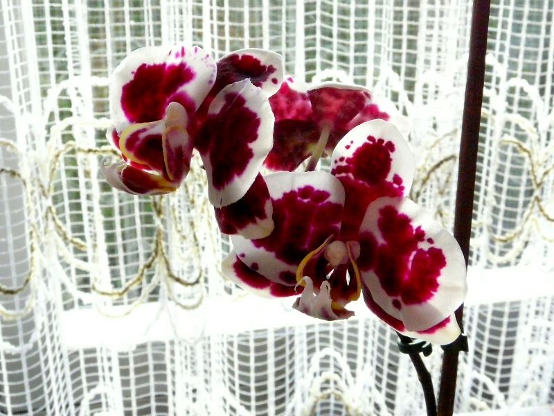 orchidees