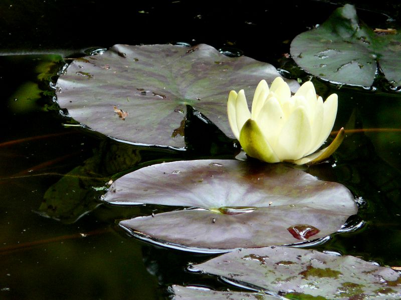 nenuphar