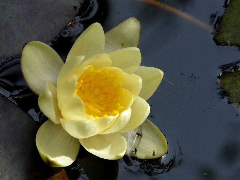 lotus