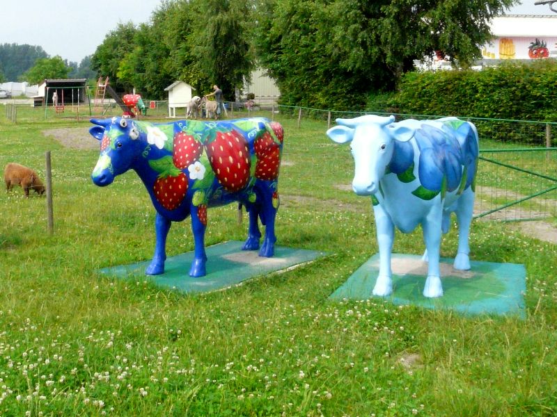 vaches