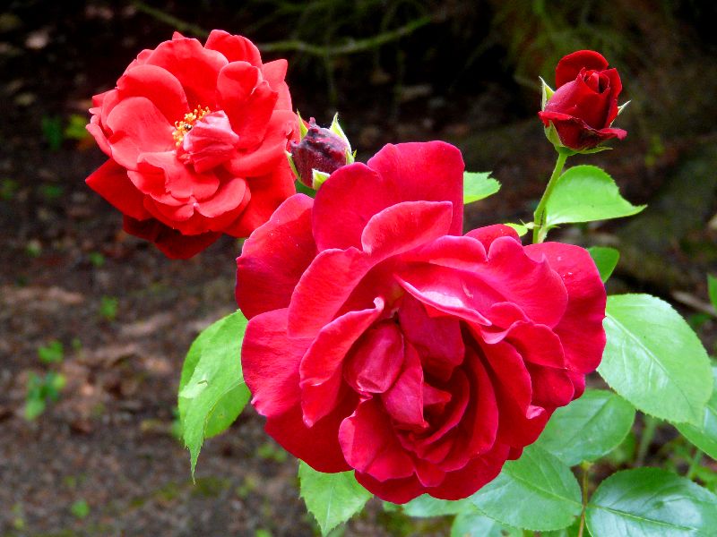 Roses