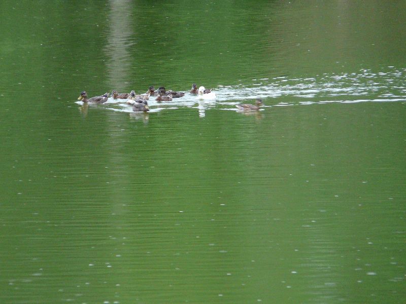 canards