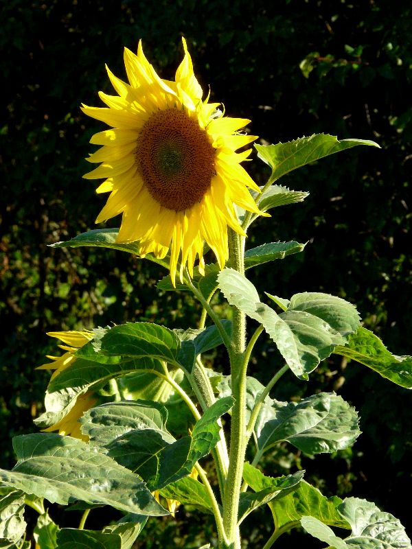 tournesol