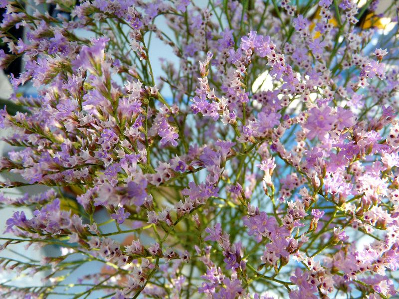 fleurs de marais