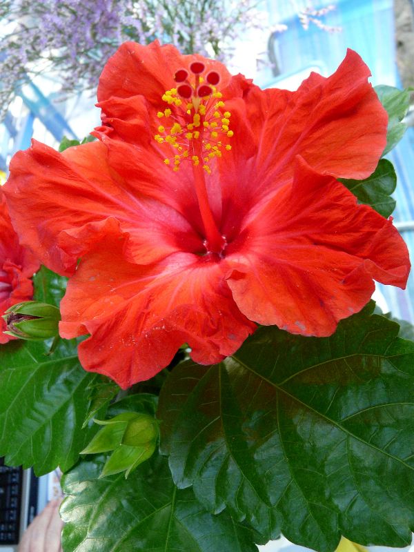 hibiscus