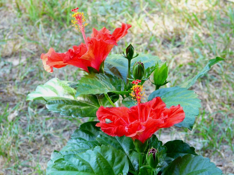 hibiscus