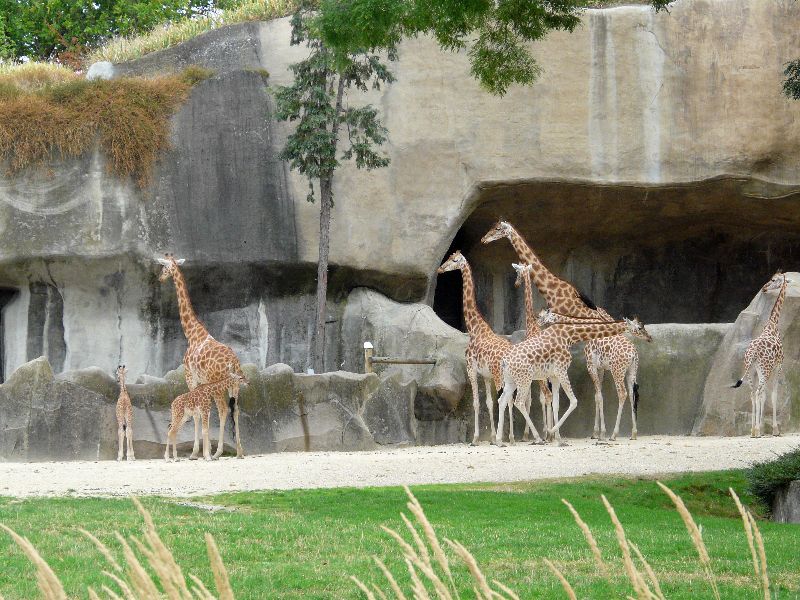 girafes