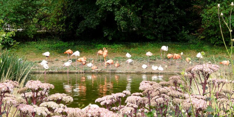 flamands roses