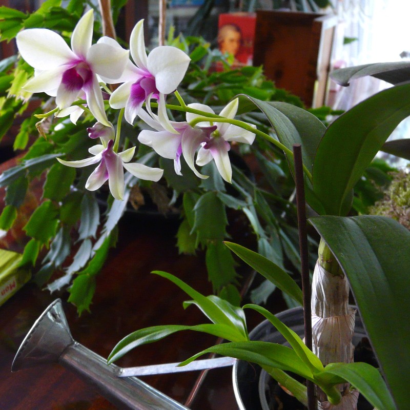 orchidee