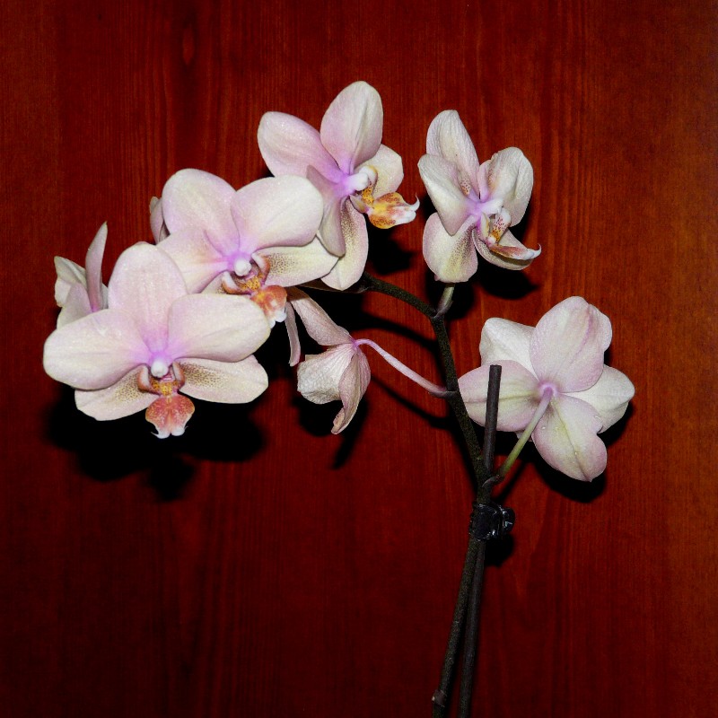 orchide