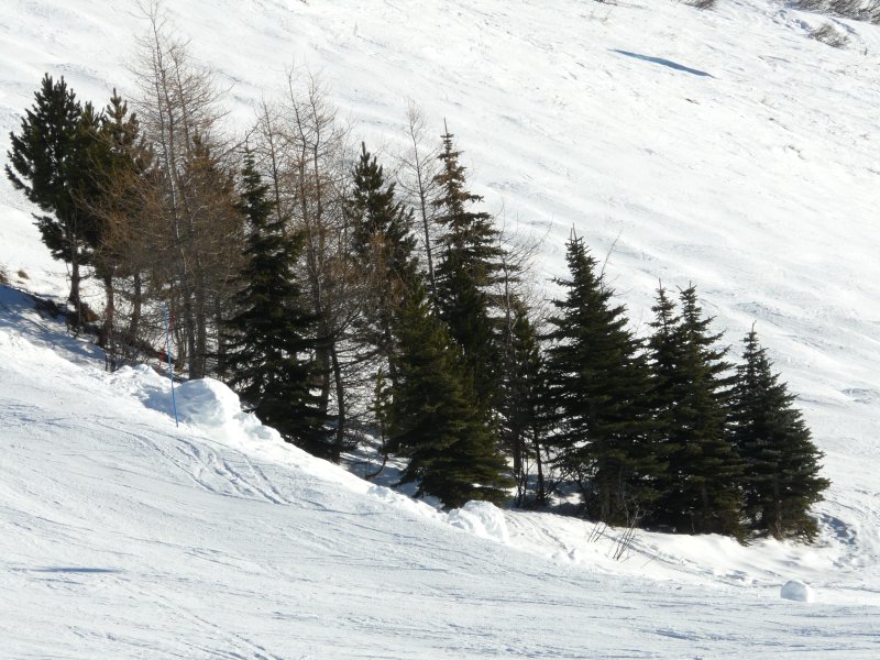 sapins