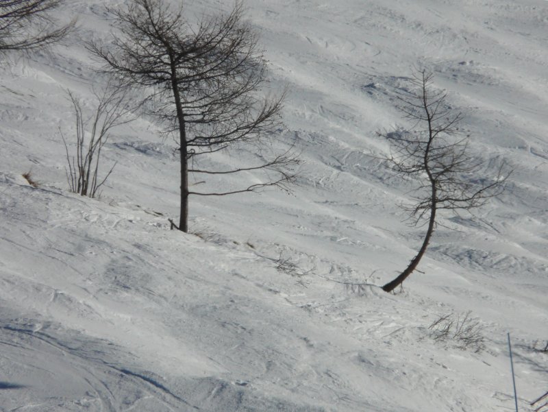 sapins
