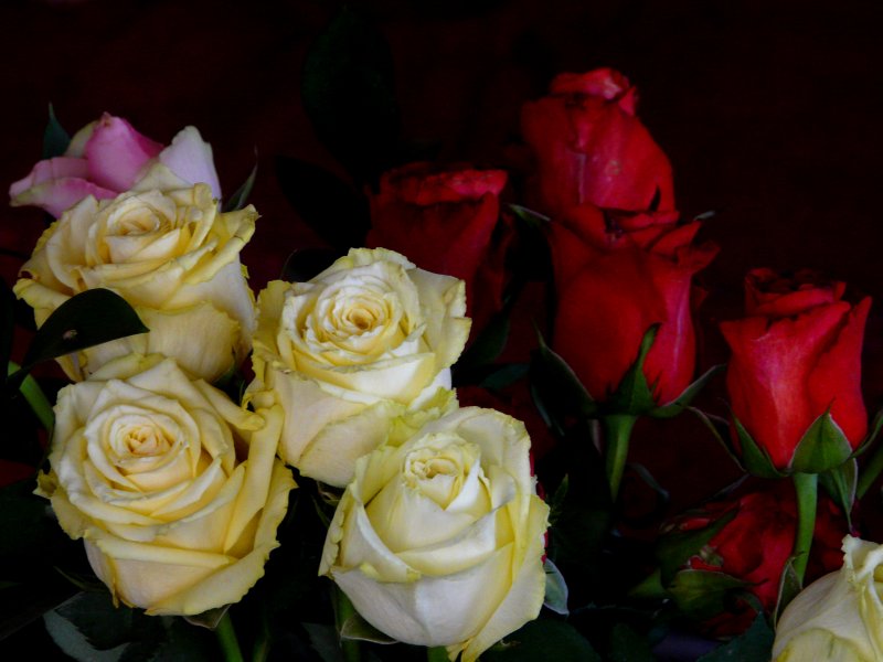 roses