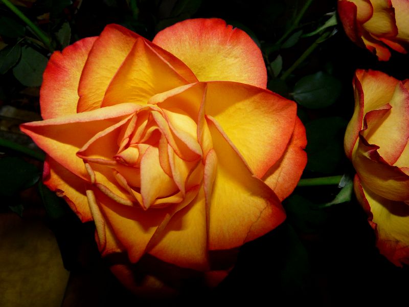 Roses