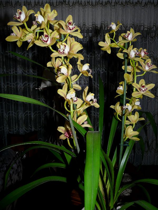 Cymbidium